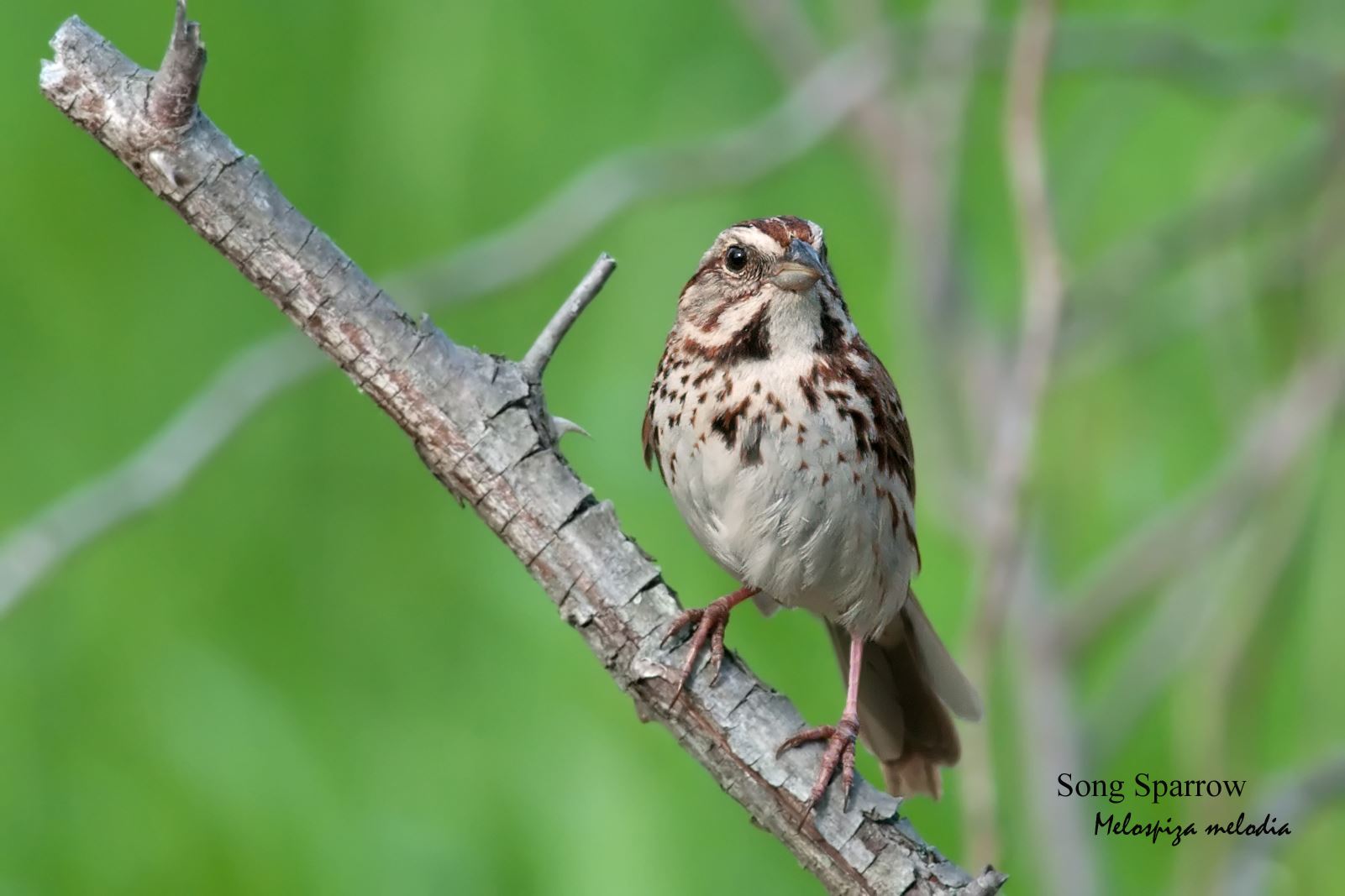 Song Sparrow